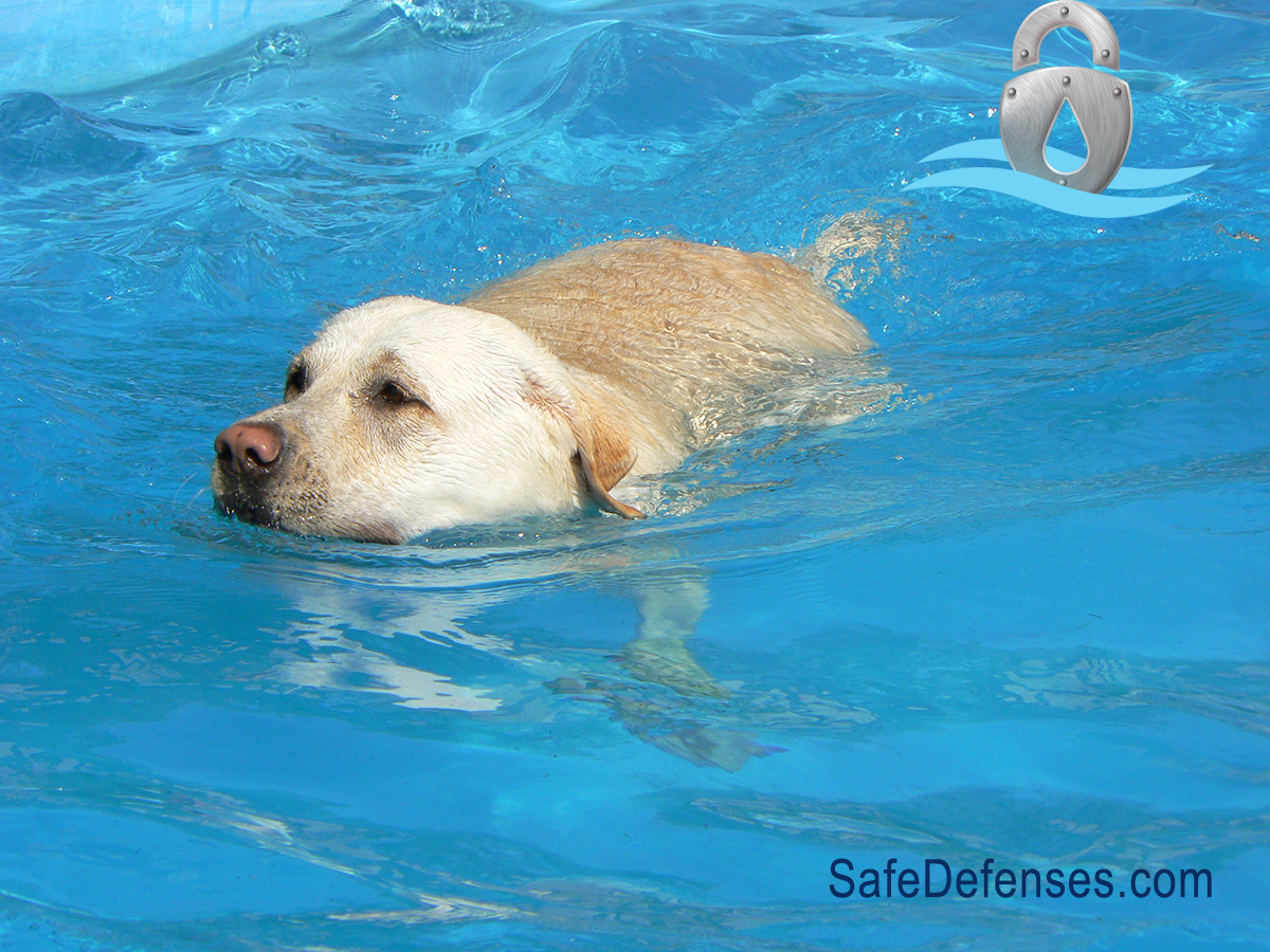 Animal Pool Safety